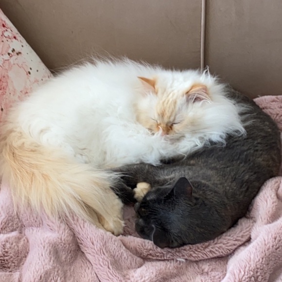 🚨ATTENTION🚨 - Picture 7 of 8